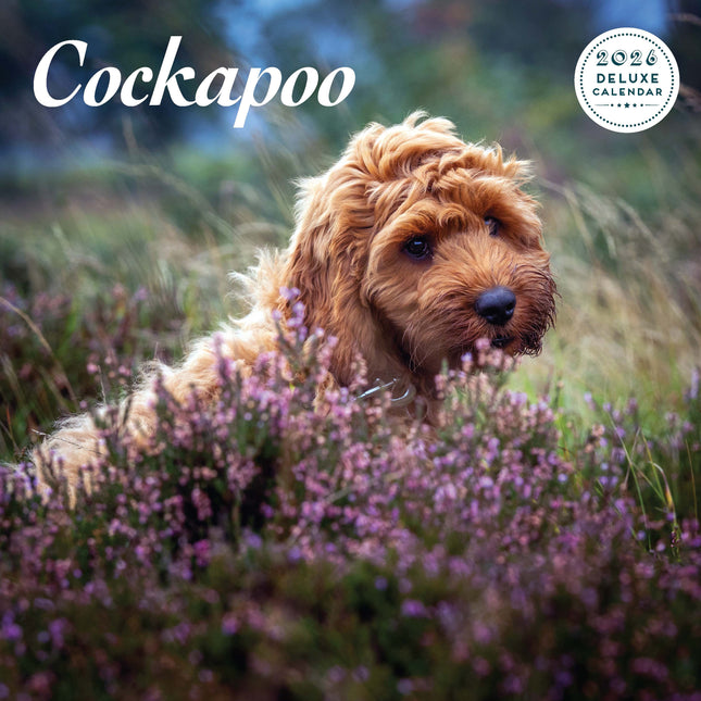 Magnet & Steel Cockapoo Kalender 2026 Deluxe