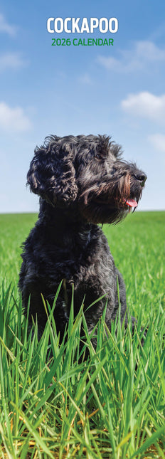 Magnet & Steel Cockapoo Kalender 2026 Slimline