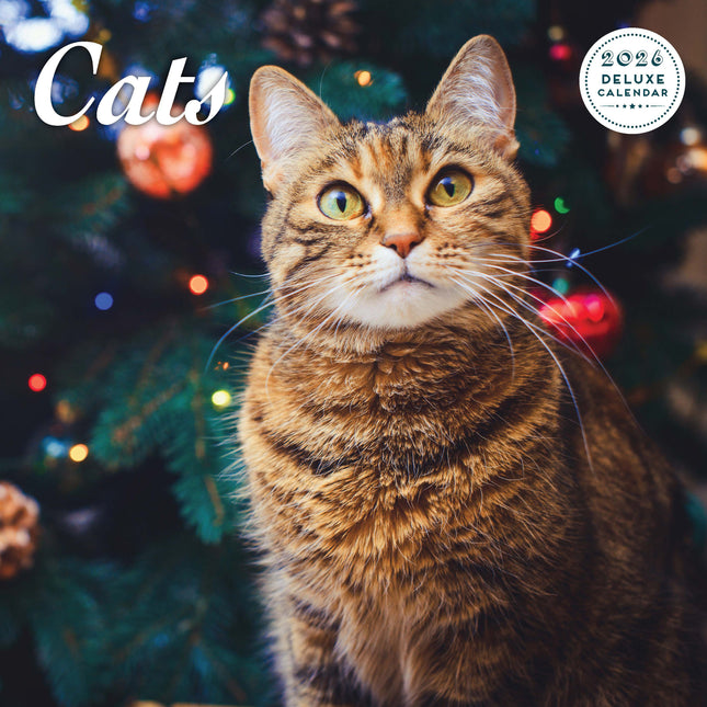 Magnet & Steel Katten Kalender 2026 Deluxe