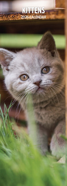 Magnet & Steel Kittens Kalender 2026 Slimline