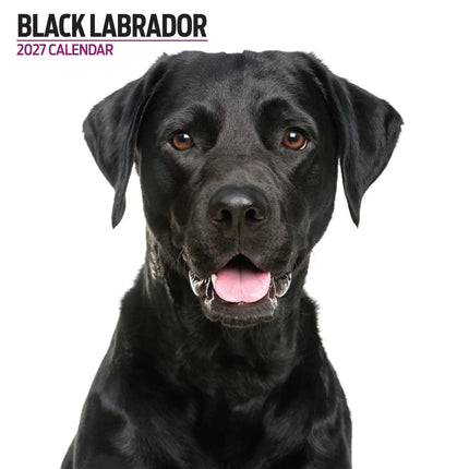 Magnet & Steel Labrador Retriever Zwart Modern Kalender 2027