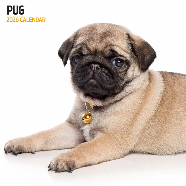 Magnet & Steel Mopshond Modern Kalender 2026