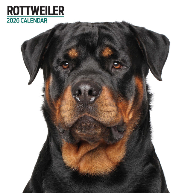 Magnet & Steel Rottweiler Modern Kalender 2026