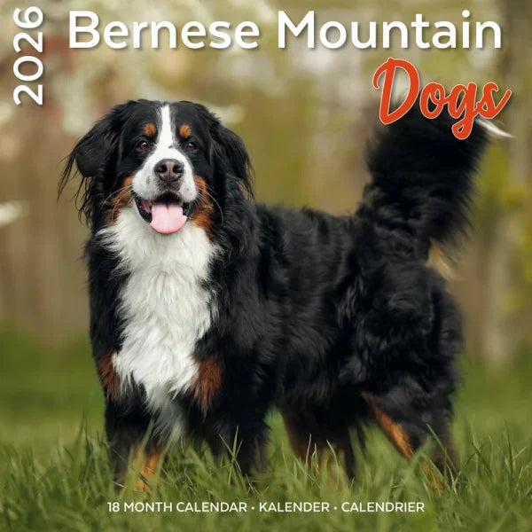 Plenty Gifts Berner Sennen Kalender 2026