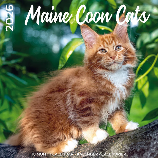 Plenty Gifts Maine Coon Kalender 2026
