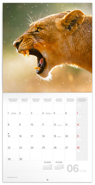 Presco Wild Animals Kalender 2026
