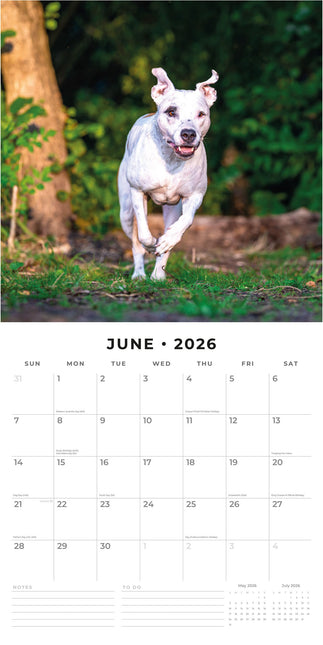 Red Robin American Pit Bull Terrier Kalender 2026