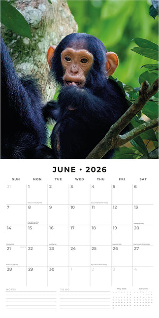 Red Robin Apen Kalender 2026