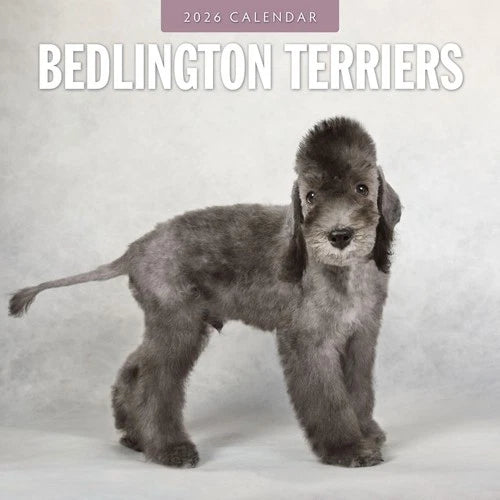 Red Robin Bedlington Terrier Kalender 2026