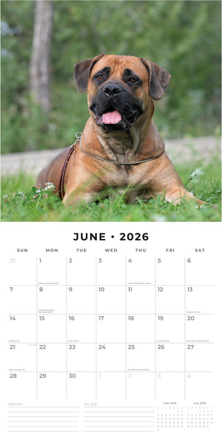 Red Robin Bullmastiff Kalender 2026