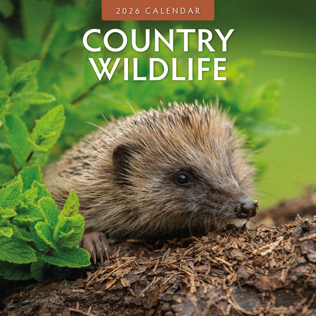 Red Robin Country Wildlife Kalender 2026