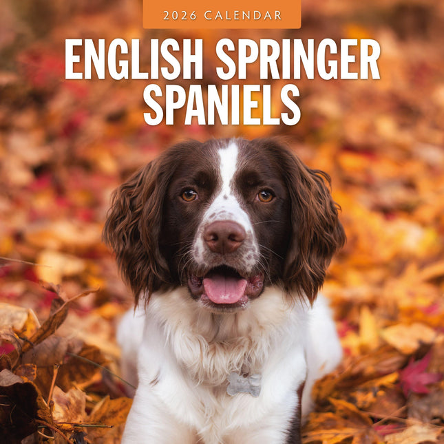 Red Robin Engelse Springer Spaniel Kalender 2026