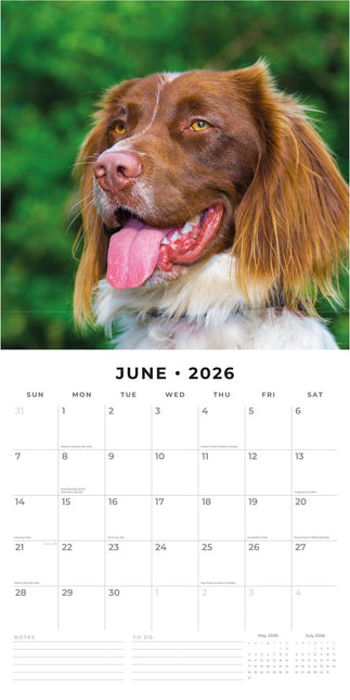 Red Robin Engelse Springer Spaniel Kalender 2026