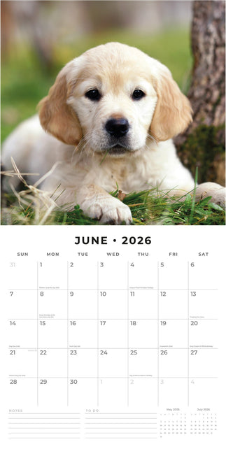 Red Robin Golden Retriever Puppies Kalender 2026