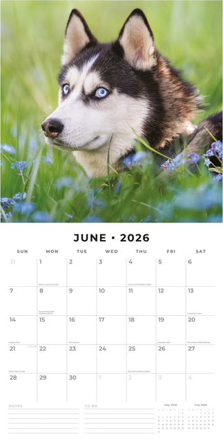 Red Robin Husky Kalender 2026