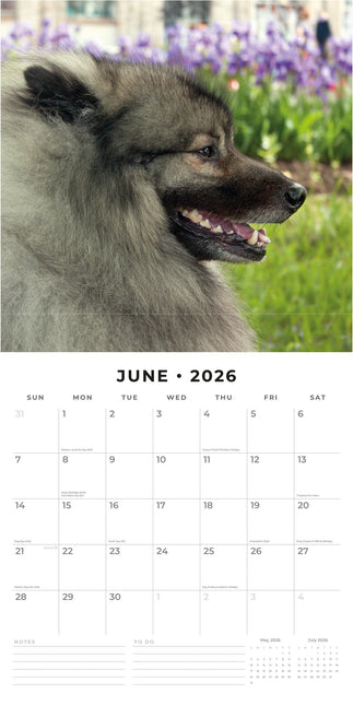 Red Robin Keeshond Kalender 2026