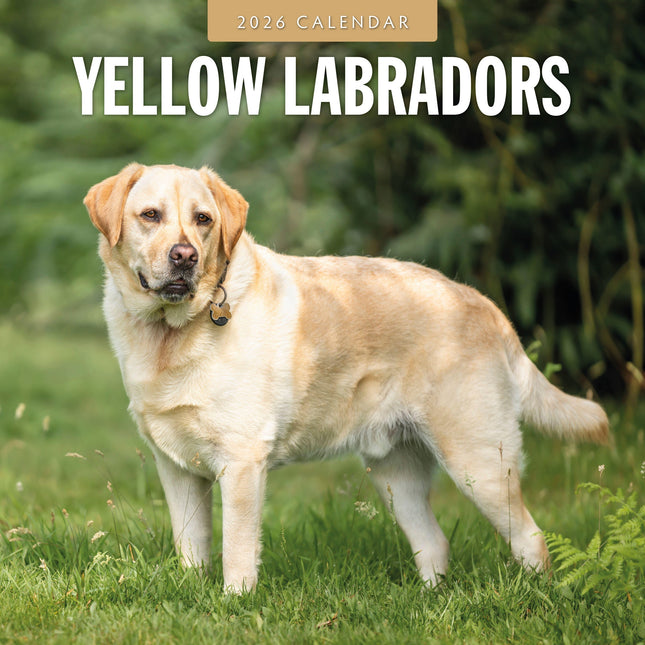 Red Robin Labrador Retriever Blond Kalender 2026