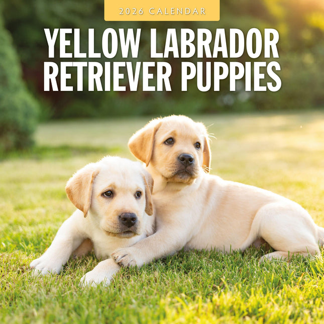 Red Robin Labrador Retriever Blond Puppies Kalender 2026