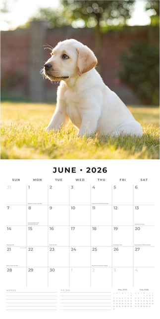 Red Robin Labrador Retriever Blond Puppies Kalender 2026