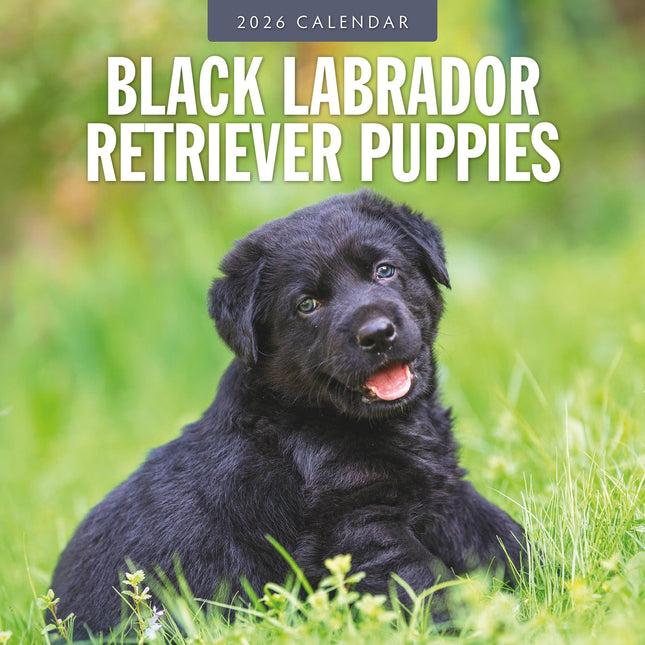 Red Robin Labrador Retriever Zwart Puppies Kalender 2026