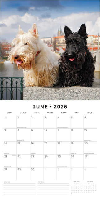 Red Robin Schotse Terrier Kalender 2026