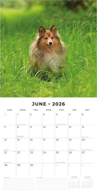 Red Robin Shetland Sheepdog Kalender 2026