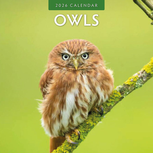 Red Robin Uilen Kalender 2026