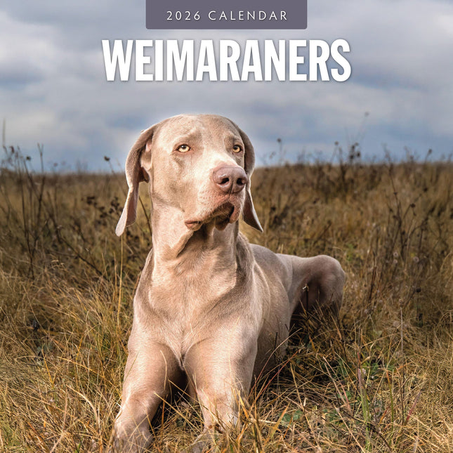 Red Robin Weimaraner Kalender 2026