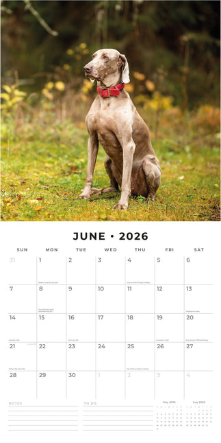 Red Robin Weimaraner Kalender 2026