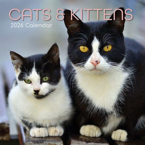 The Gifted Stationary Katten & Kittens Kalender 2026