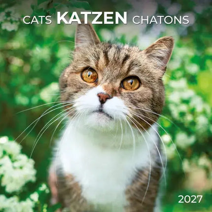Tushita Katten Kalender 2027
