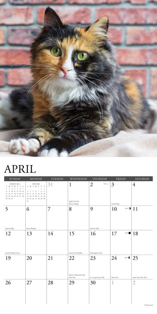 Willow Creek Calico Katten Kalender 2026