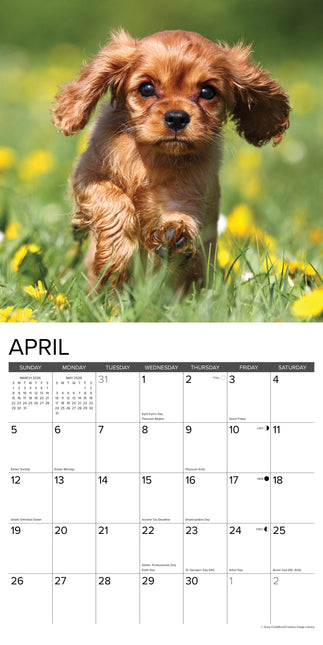 Willow Creek Cavalier King Charles Spaniel Puppies Kalender 2026