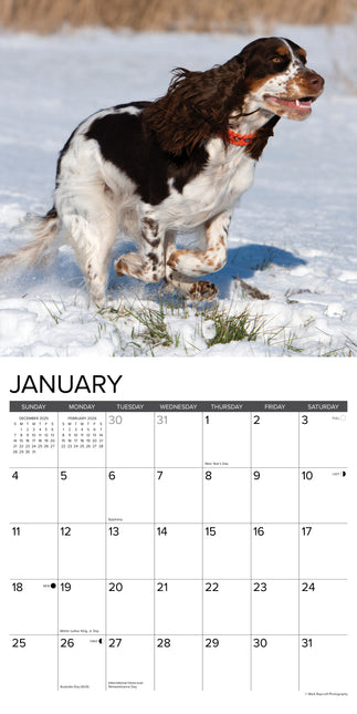 Willow Creek Engelse Springer Spaniel Kalender 2026