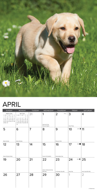Willow Creek Labrador Retriever Blond Puppies Kalender 2026