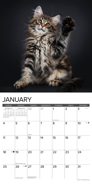 Willow Creek Maine Coon Kittens Kalender 2026