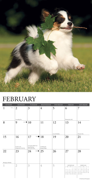 Willow Creek Papillon Kalender 2026