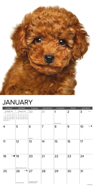 Willow Creek Poedel Puppies Kalender 2026