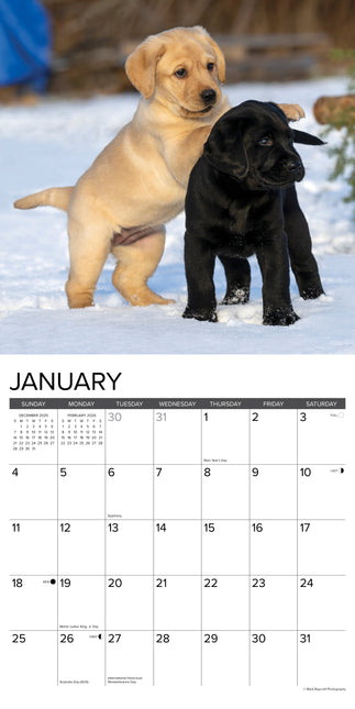 Willow Creek Puppies Kalender 2026