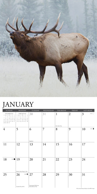 Willow Creek Rendier Kalender 2026