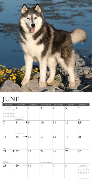 Willow Creek Siberische Husky Kalender 2026