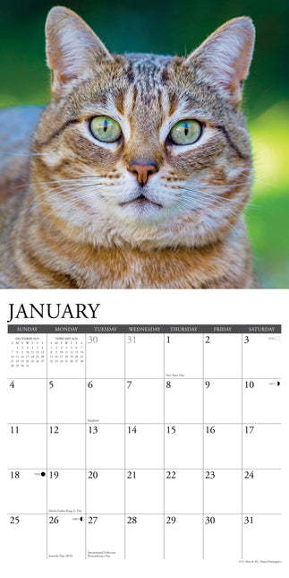 Willow Creek Tabby Katten Kalender 2026