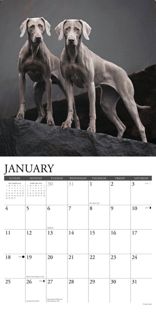 Willow Creek Weimaraner Kalender 2026