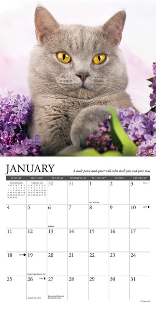 Willow Creek What Cats Teach Us Kalender 2026 Mini