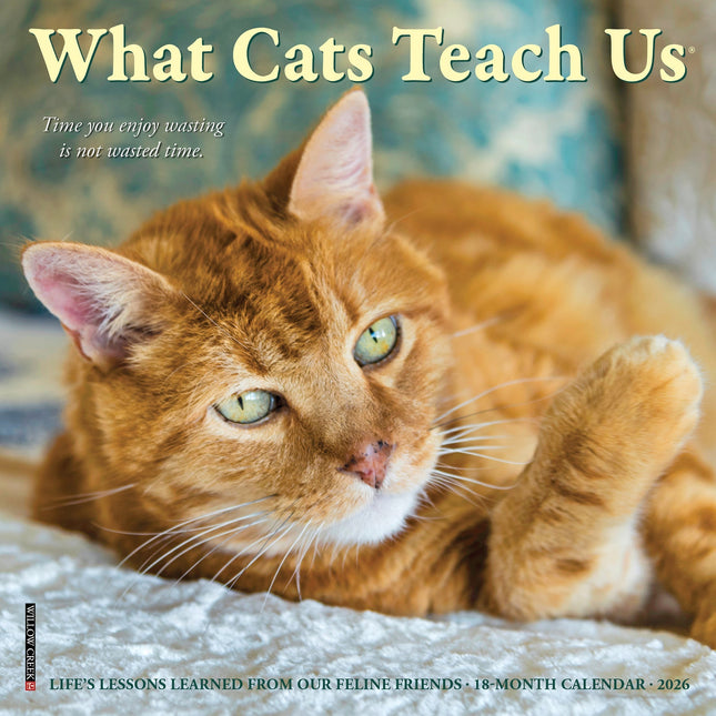 Willow Creek What Cats Teach Us Kalender 2026 Mini