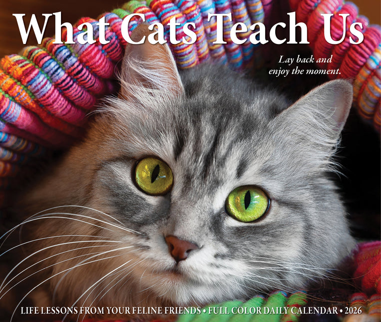 Willow Creek What Cats Teach Us Scheurkalender 2026 Boxed