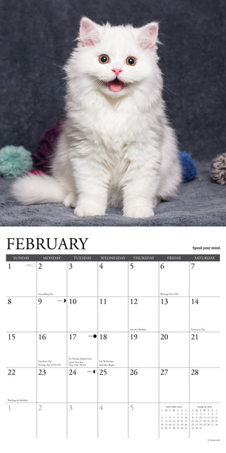 Willow Creek What Kittens Teach Us Kalender 2026