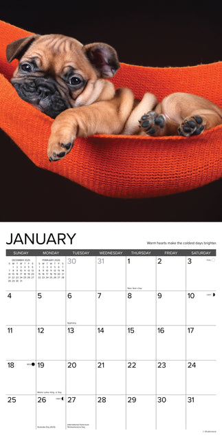 Willow Creek What Puppies Teach Us Kalender 2026