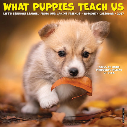 Willow Creek What Puppies Teach Us Kalender 2027