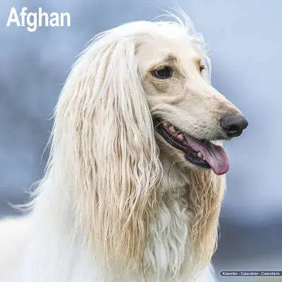 Afghan